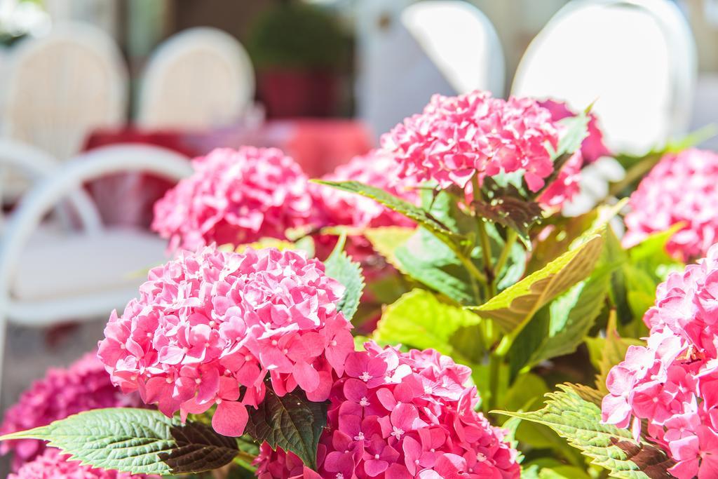 Hotel Garden 벨레지아아지마리나 외부 사진